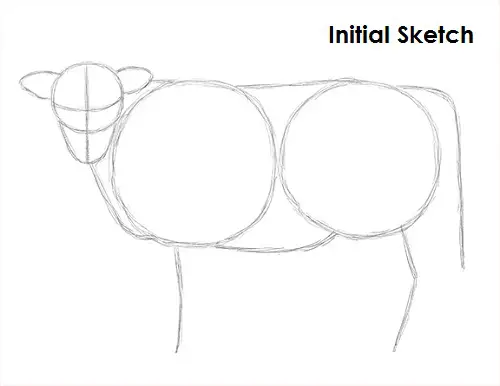 Draw Cow Sketch