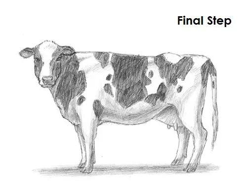 Draw Cow Final