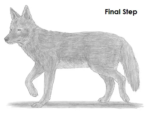 Draw Coyote Final