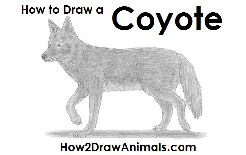 Draw Coyote