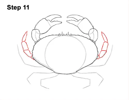 How to Draw a Brown Edible Red Crab 11