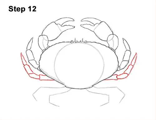 How to Draw a Brown Edible Red Crab 12
