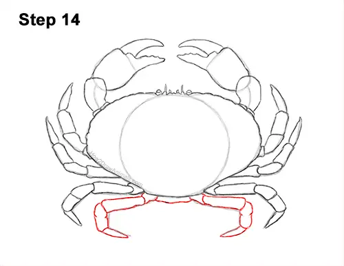 How to Draw a Brown Edible Red Crab 14