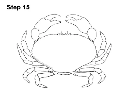 How to Draw a Brown Edible Red Crab 15