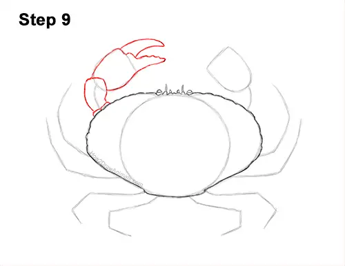 How to Draw a Brown Edible Red Crab 9