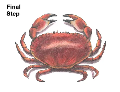 How to Draw a Brown Edible Red Crab