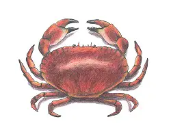 How to Draw a Brown Edible Crab
