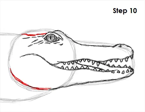 Draw Crocodile 10