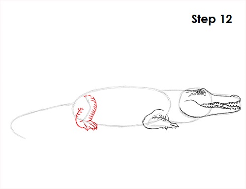 Draw Crocodile 12