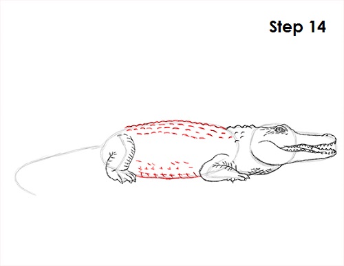 Draw Crocodile 14