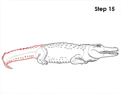 Draw Crocodile 15