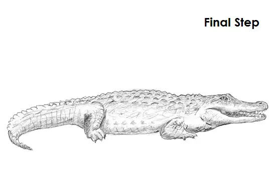Draw Crocodile Final