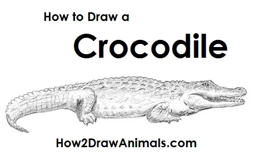 20 Easy Crocodile Drawing Ideas - How To Draw Crocodile - DIY Crafts