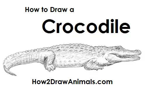 How to Draw a Crocodile Side View