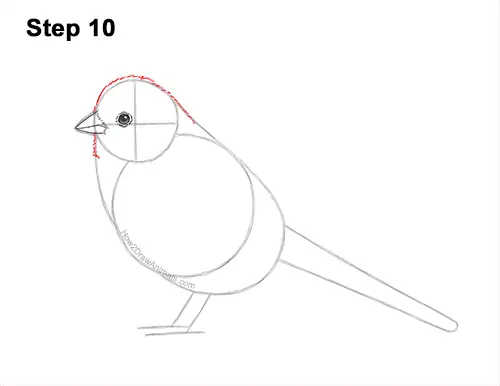 How to Draw a White-Crowned Sparrow Bird 10