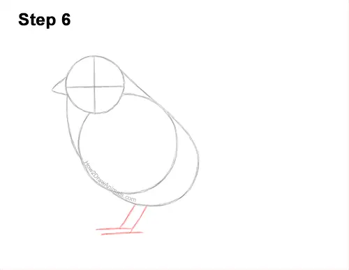 How to Draw a White-Crowned Sparrow Bird 6