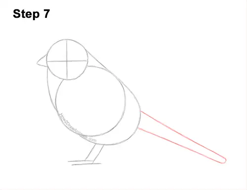 How to Draw a White-Crowned Sparrow Bird 7