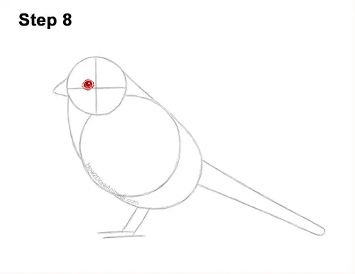 How to Draw a White-Crowned Sparrow Bird 8