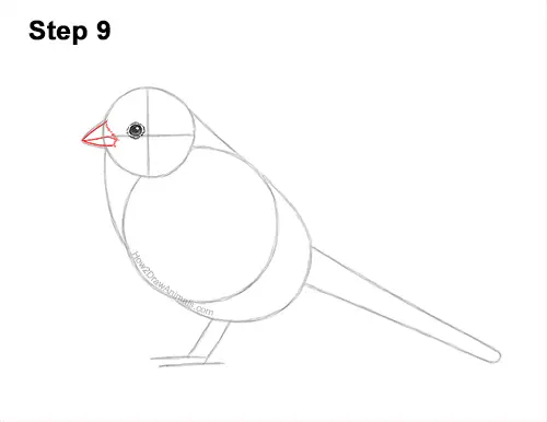 How to Draw a White-Crowned Sparrow Bird 9