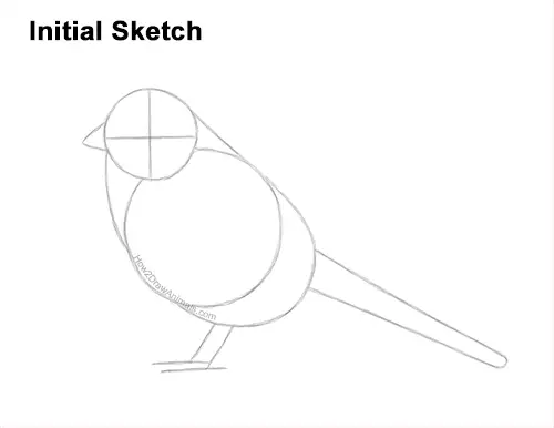 How to Draw a White-Crowned Sparrow Bird Guides Lines