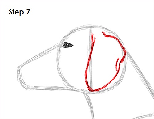 Draw Dachshund 7