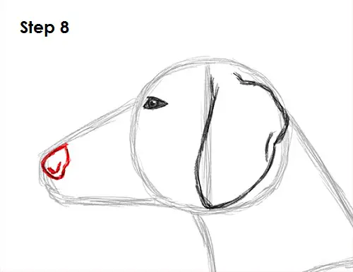 Draw Dachshund 8