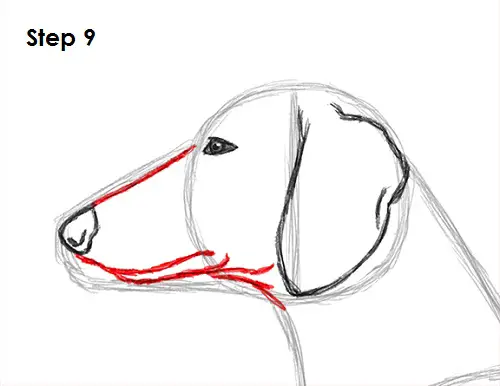 Draw Dachshund 9