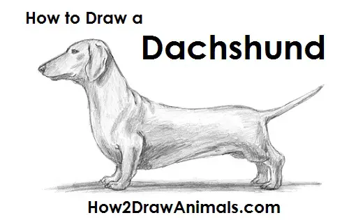 How to Draw a Dachshund Wiener Dog Side View