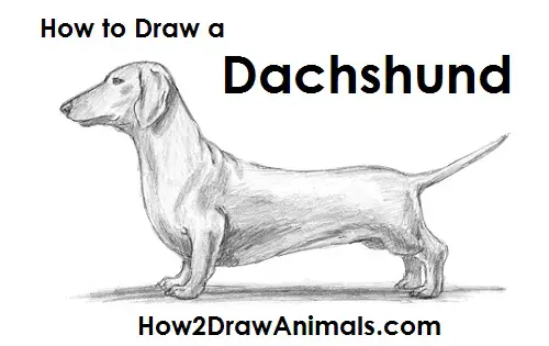 Dachshund best sale drawing easy