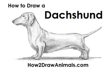 How to Draw a Dog (Dachshund) VIDEO & Step-by-Step Pictures