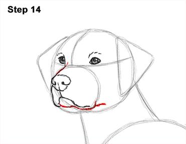how to draw a realistic dog face step by step