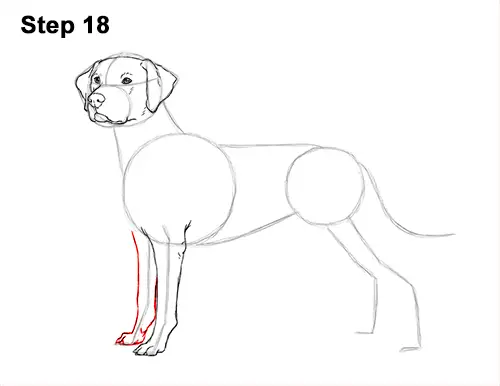 How to Draw Dalmatian Puppy 18