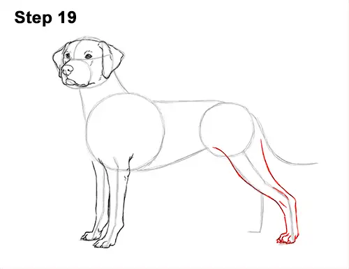 How to Draw Dalmatian Puppy 19