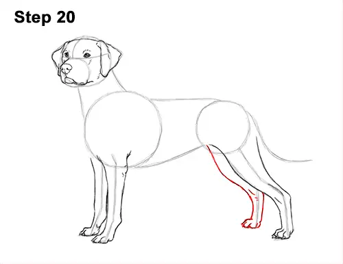 How to Draw Dalmatian Puppy 20
