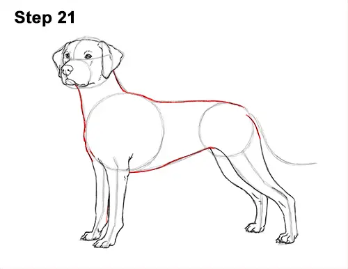 How to Draw Dalmatian Puppy 21