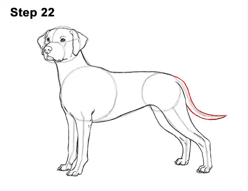 How to Draw Dalmatian Puppy 22