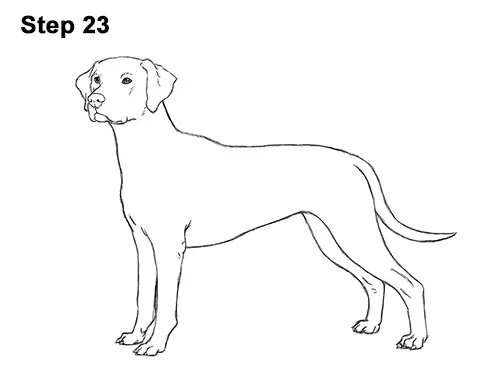 How to Draw Dalmatian Puppy 23