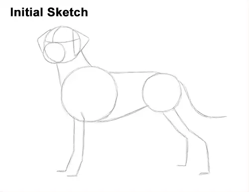 How to Draw Dalmatian Puppy Guide Lines