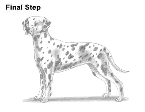 How to Draw Dalmatian Puppy