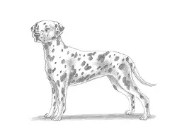 How to Draw a Dalmatian Dog