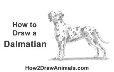 How To Draw A Cartoon Dalmatian Puppy 