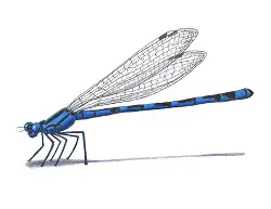 How to Draw a Tule Bluet Damselfly Side View Color