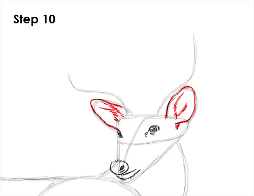 Draw White Tailed Deer 10