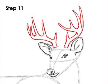 how to draw a white tailed deer step by step