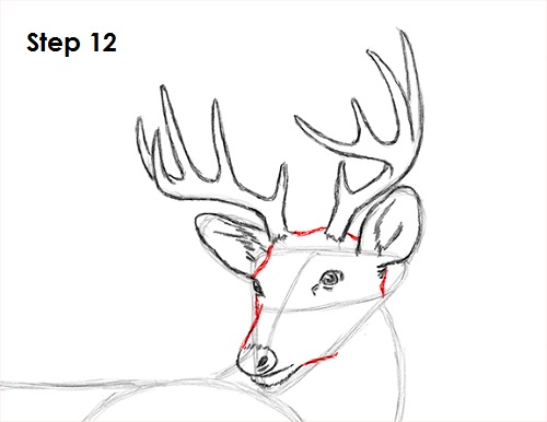 Draw White Tailed Deer 12