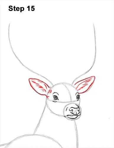 How to Draw Noble Deer Antlers Majestic Buck Stag 15