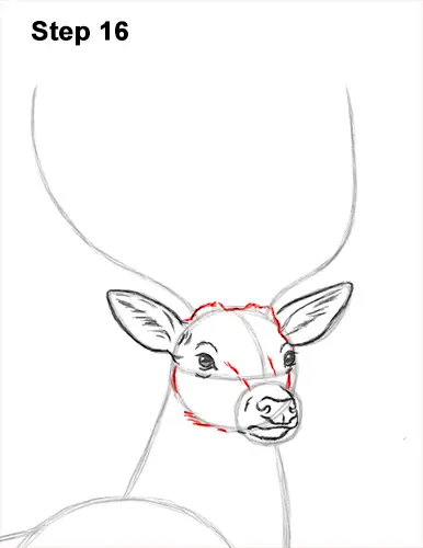 How to Draw Noble Deer Antlers Majestic Buck Stag 16