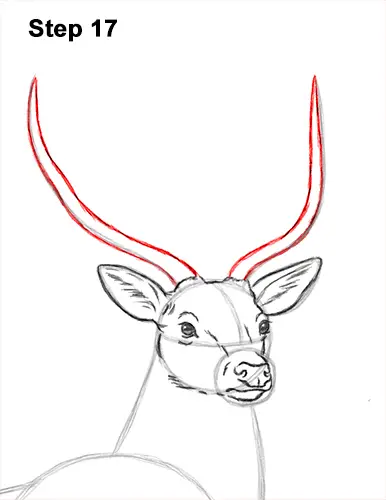 How to Draw Noble Deer Antlers Majestic Buck Stag 17