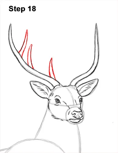 How to Draw Noble Deer Antlers Majestic Buck Stag 18