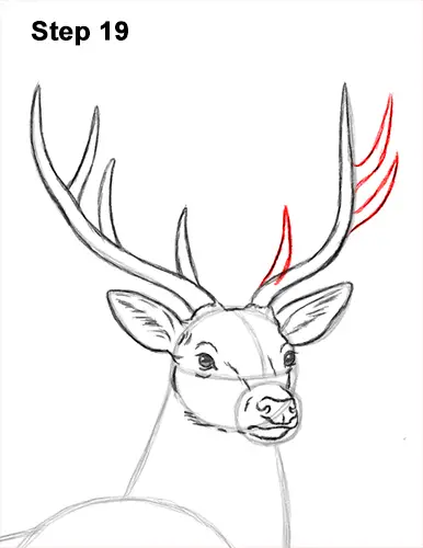 How to Draw Noble Deer Antlers Majestic Buck Stag 19